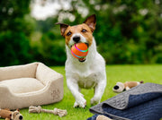 Signs Your Pet Is Bored (And How to Fix It Fast)
