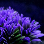 Load image into Gallery viewer, Aquarium Landscaping Decor Plant – Artificial Fish Tank Grass Ornament | Pawluxe